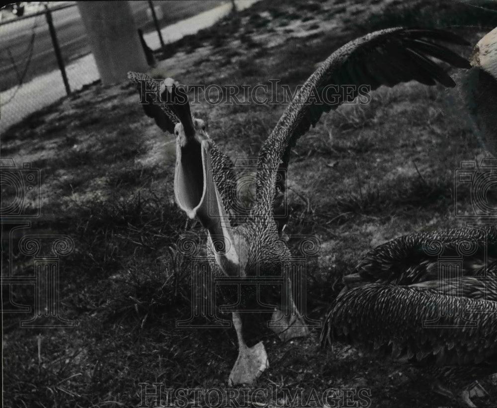 1966 Press Photo &quot;Pete&quot; the pelican visibly proves that his beak can hold more - Historic Images