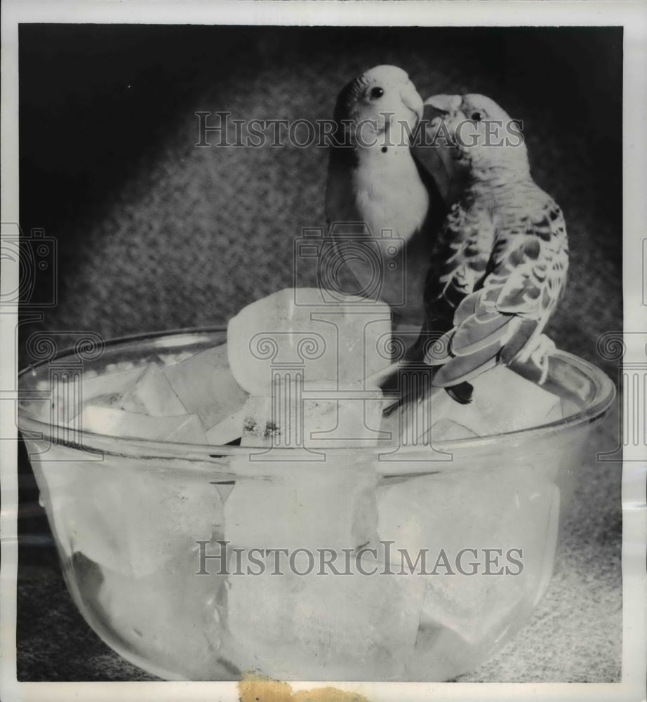 1956 Press Photo Parakeets perch on a bowl of ice cubes - Historic Images