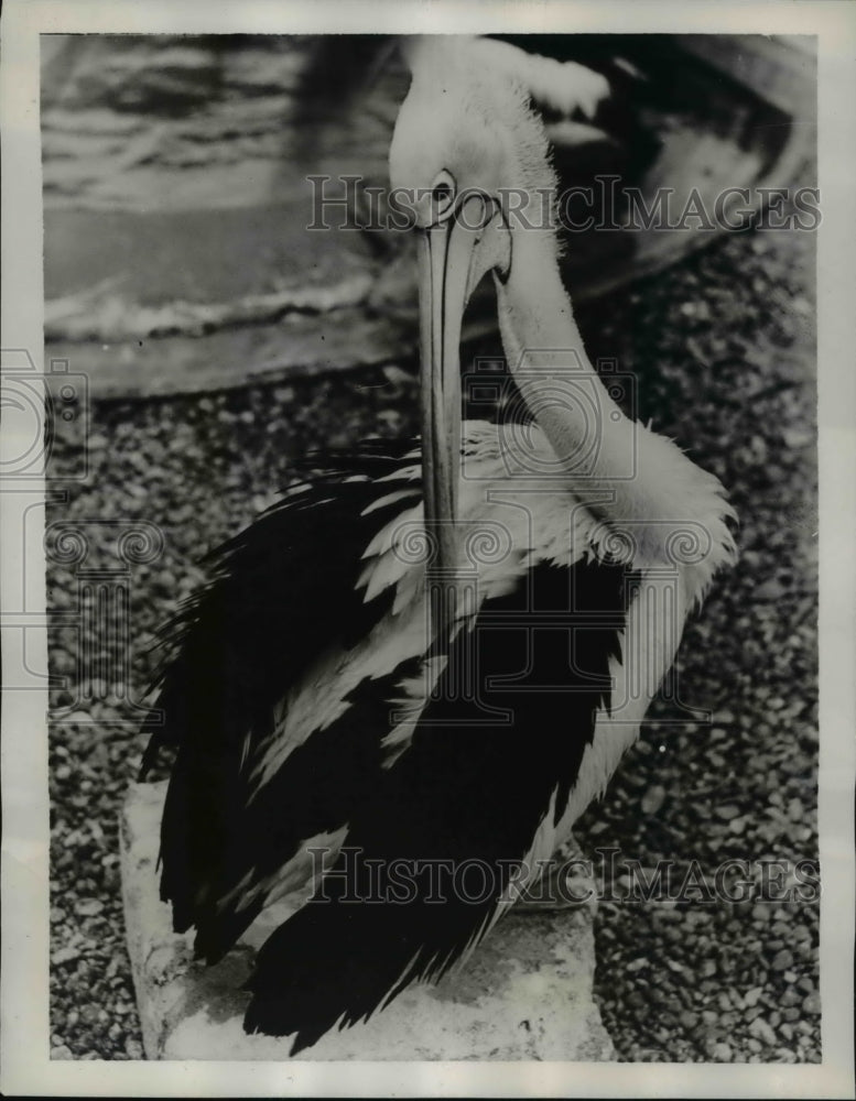 1939 Press Photo Pelican at the London Zoo - Historic Images