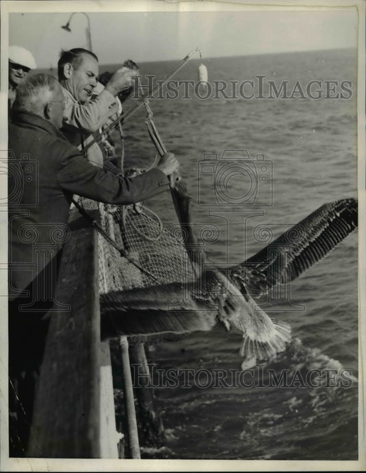 1936 Press Photo A long nosed pelican dive on the bait as men fish on the sea - Historic Images