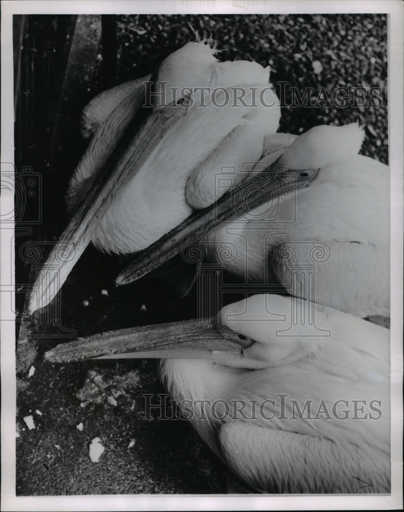 1964 Press Photo Three white pelicans at the London Zoo - Historic Images