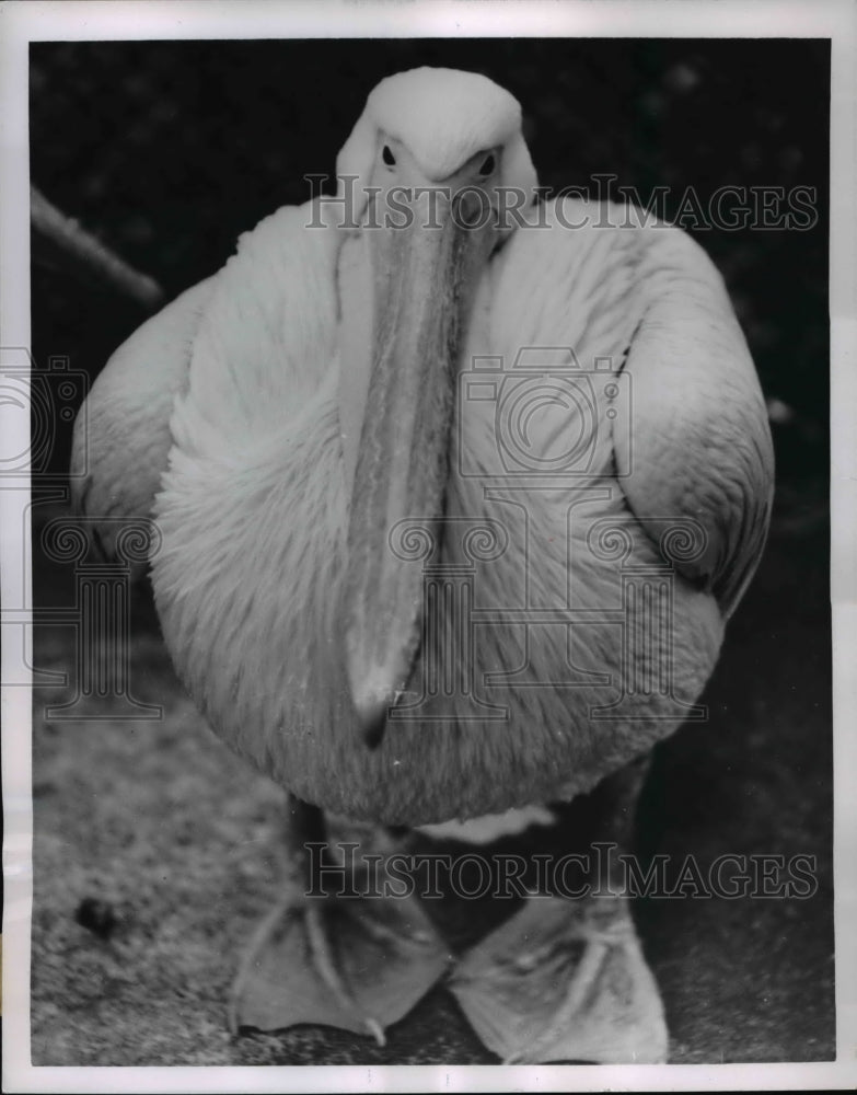 1955 Press Photo The Pelican puffs to full rotundity - Historic Images