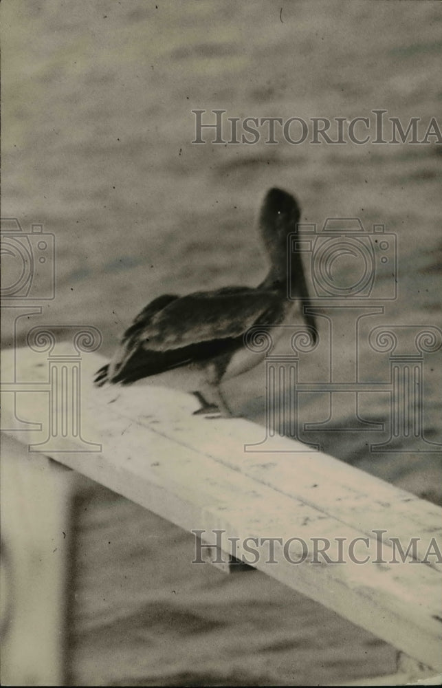 1920 Press Photo The Pelican bird wandering at the sea - Historic Images