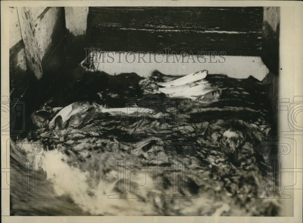 1926 Press Photo Herring resting in the sluice after making attempt to make the - Historic Images