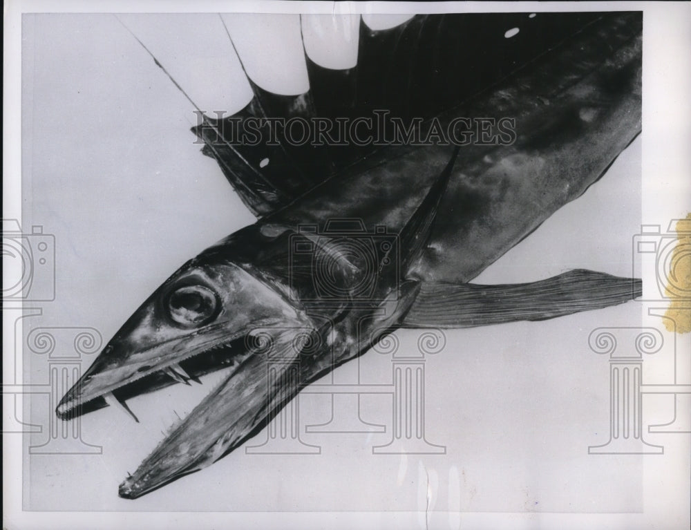 1955 Press Photo Hamilton Bermuda closeup of a rare Lancet fish - Historic Images