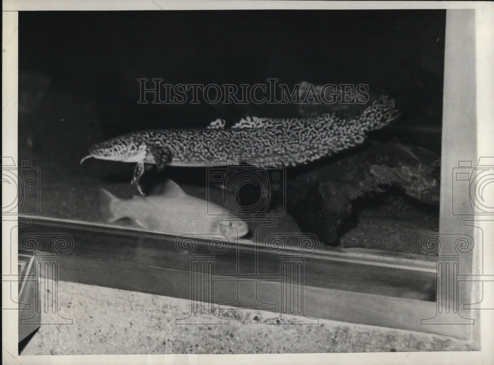 1933 Press Photo Lota Maculosa fish at Dept of Commerce Aquarium in DC - Historic Images