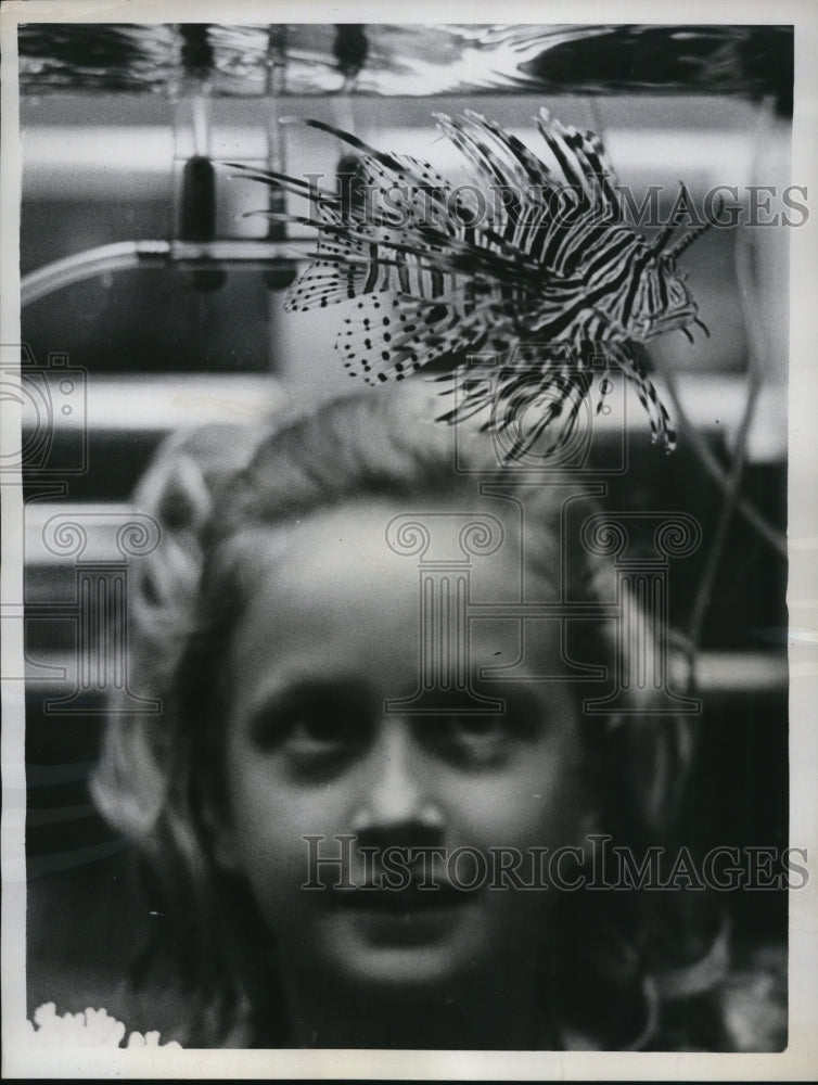 1962 Press Photo Fort Lauderdale Fla behind glass Mary Rivard  eyes a Lion - Historic Images