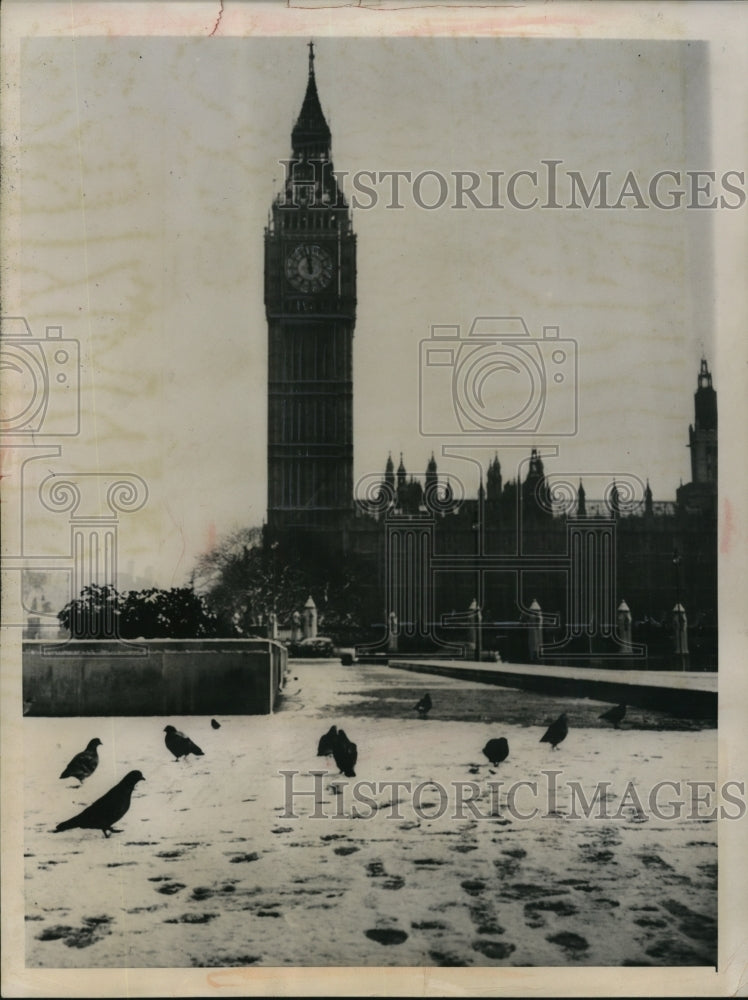 1952 Press Photo Pigeons in parliament square after a heavy snowstorm - Historic Images