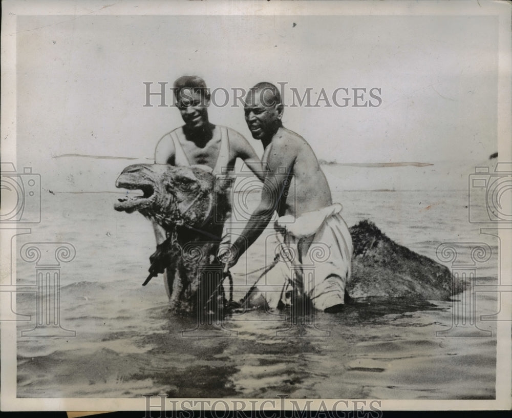 1937 Press Photo The annual bath of this camel while in chain and rope - Historic Images