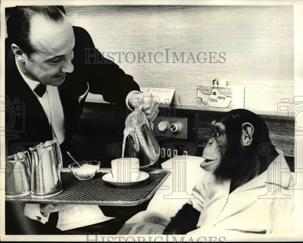 1968 Press Photo Tina the chimp a well known television personality - Historic Images