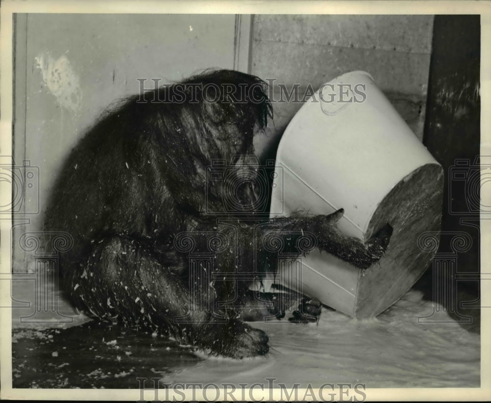 1939 Press Photo Cleo the Orangutan empties bath water - Historic Images