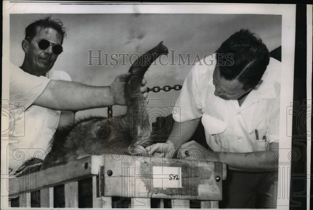 1955 Press Photo Arrival of Baby Elephant to Grant's Farm - Historic Images