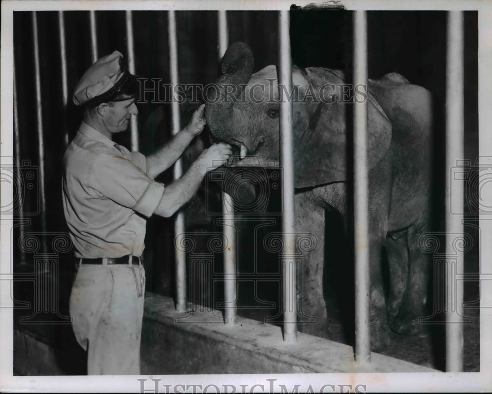 1955 Press Photo Nick Jacobs giving a baby elephant medicine - Historic Images