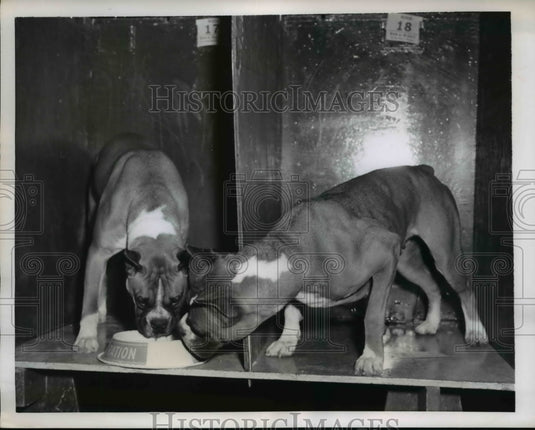 1953 Press Photo A Boxer joining his friend for dinner - Historic Images