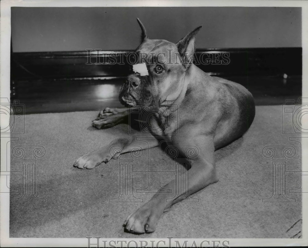 1954 Press Photo Duke the Boxer Dog Balances Piece of Meat on His Nose - Historic Images