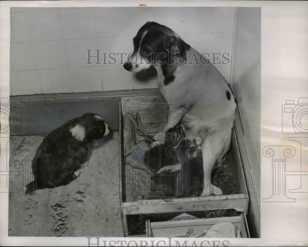 1954 Press Photo Puddles the pup was evicted by two kittens and swiping chow - Historic Images