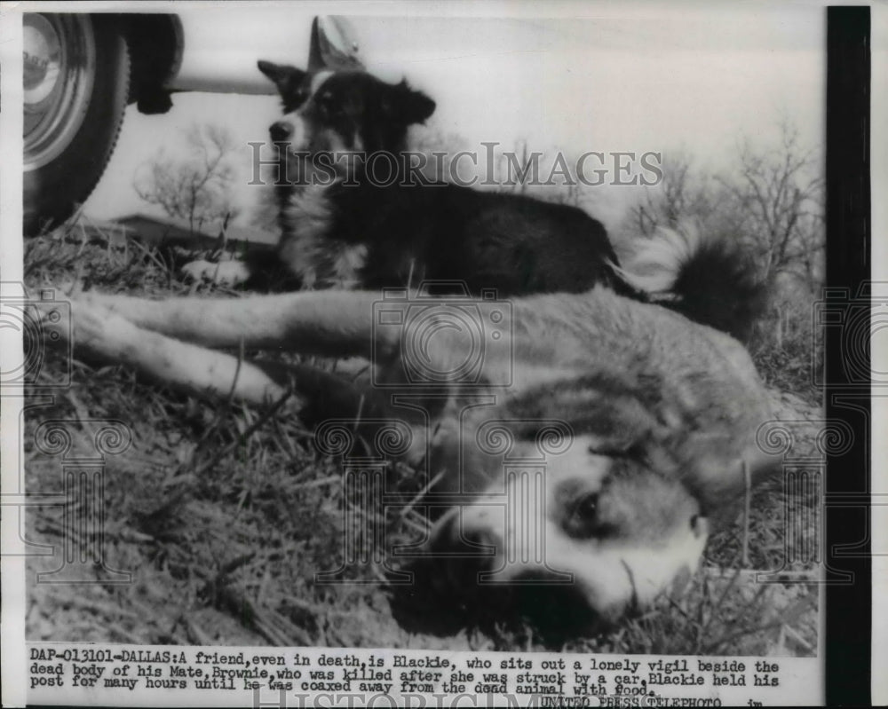 1955 Press Photo Blackie sits alone beside dead body of mate Brownie - Historic Images