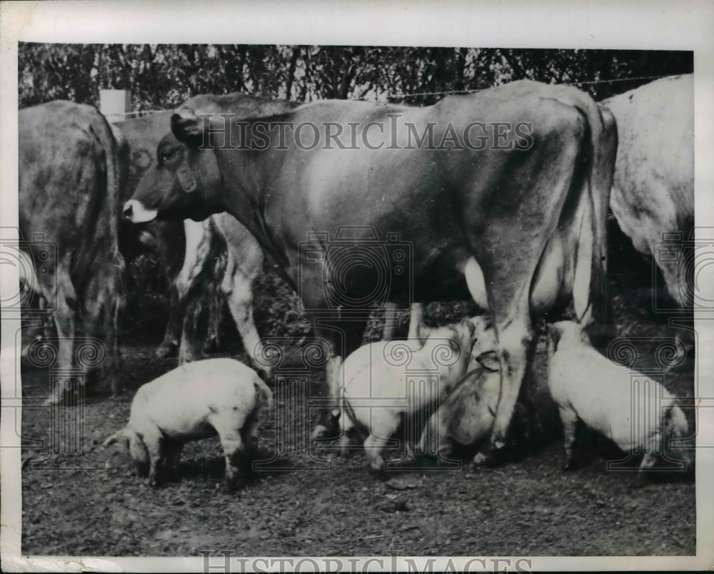 1950 Press Photo Milk-loving pigs hi-jacking a Cow enroute to the stable. - Historic Images