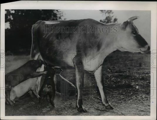 1945 Press Photo Cow gives milk to two months old pigs of C.S. Sparlin. - Historic Images