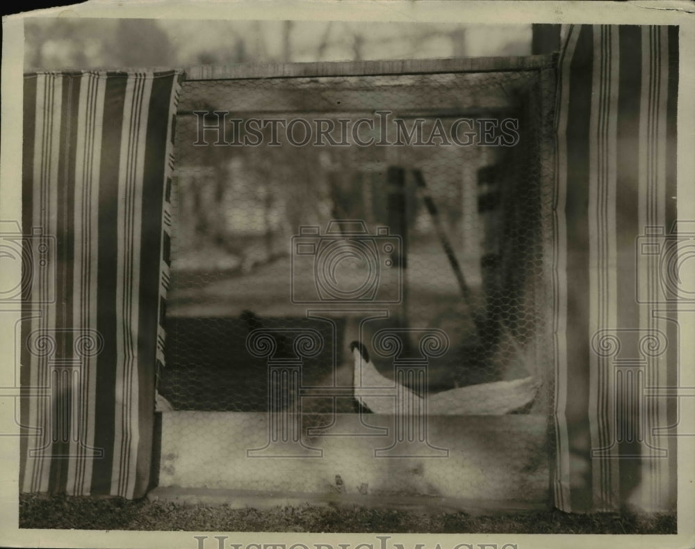 1924 Press Photo Pheasant - Historic Images