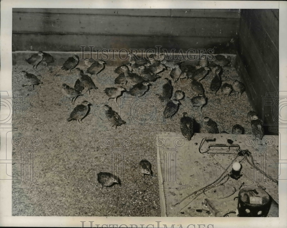 1939 Press Photo This brooder house is a pheasant boarding house. The ones here - Historic Images