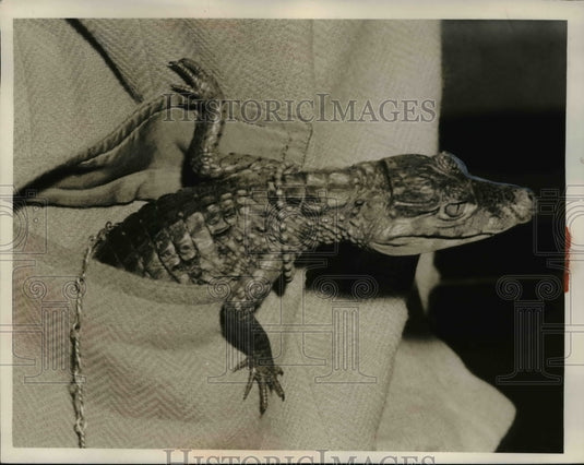 1954 Press Photo "Leo", alligator of Arthur Whitaker - Historic Images