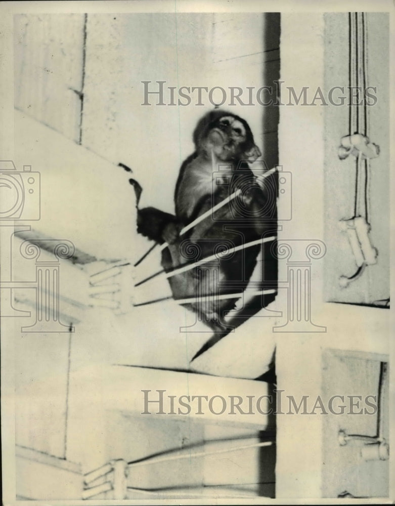 1940 Press Photo Small monkey named Bonzo surrendered after a frantic search - Historic Images