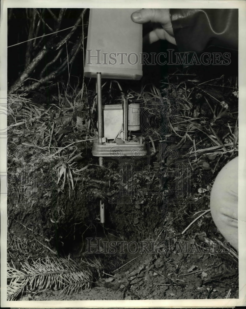 1962 Press Photo The mountain beavers under surveillance for damaging trees - Historic Images