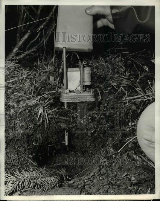 1962 Press Photo The mountain beavers under surveillance for damaging trees - Historic Images
