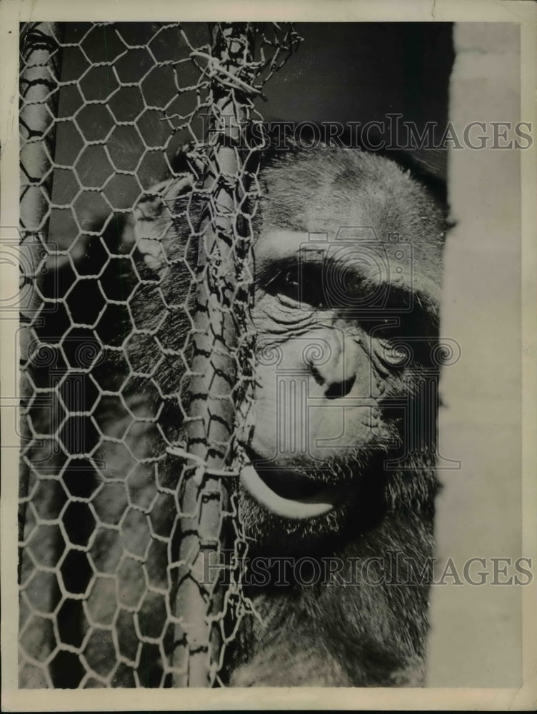 1936 Press Photo Josephine the chimpanzee at the Australian zoo takes a peek - Historic Images