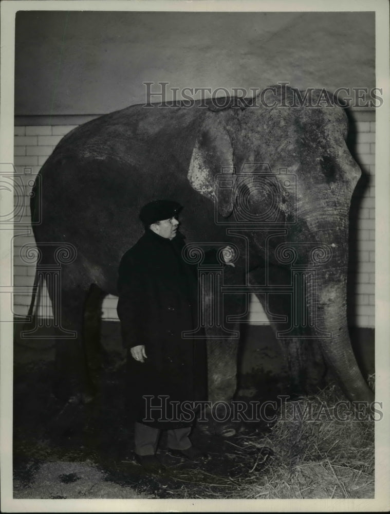 1939 Press Photo Elephants - Historic Images