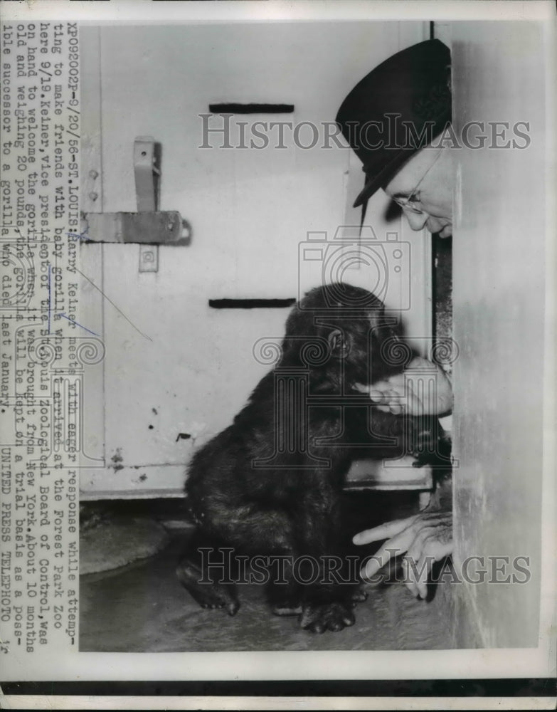 1956 Press Photo Harry Keiner attempt to make friends with baby gorilla - Historic Images