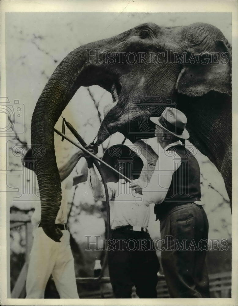 1932 Press Photo Maud the aged elephant at the Grant Park Zoo - Historic Images