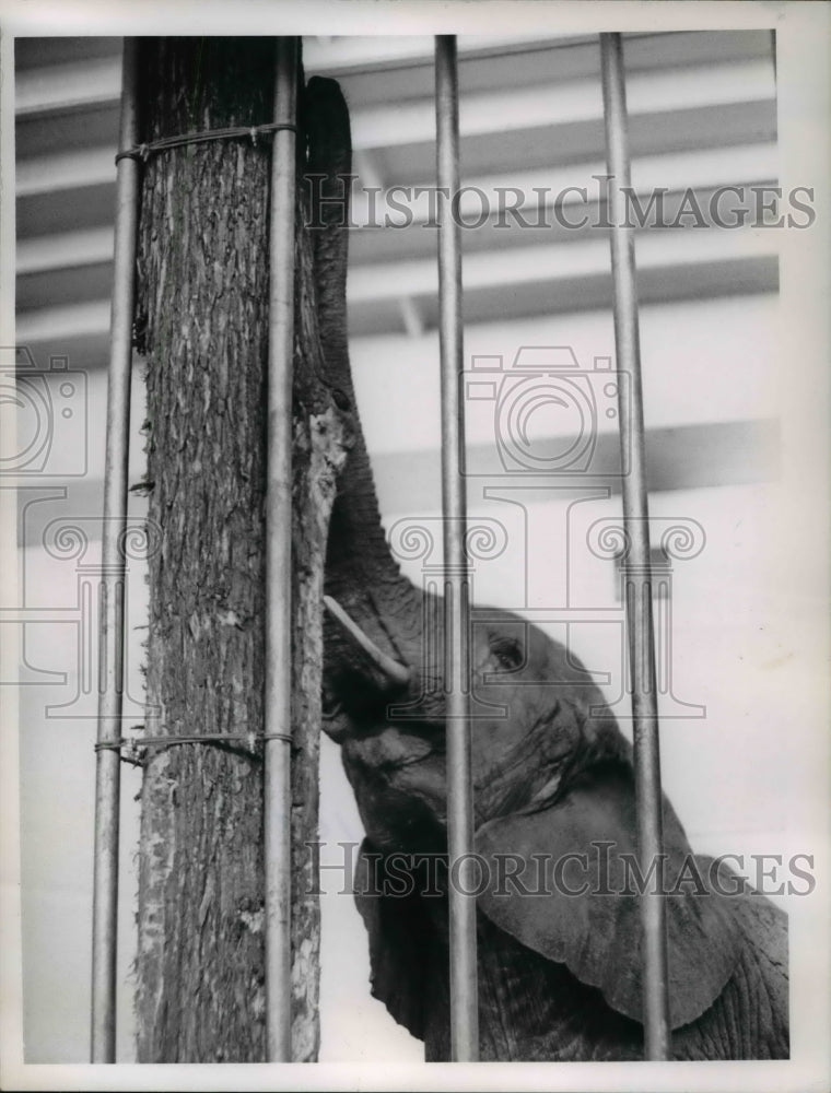 1965 Press Photo Simba an African elephant and rubbing tree - Historic Images