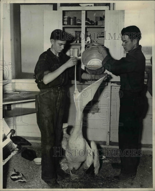 Press Photo Pelican gets fresh water at Bear River bird refuge - Historic Images