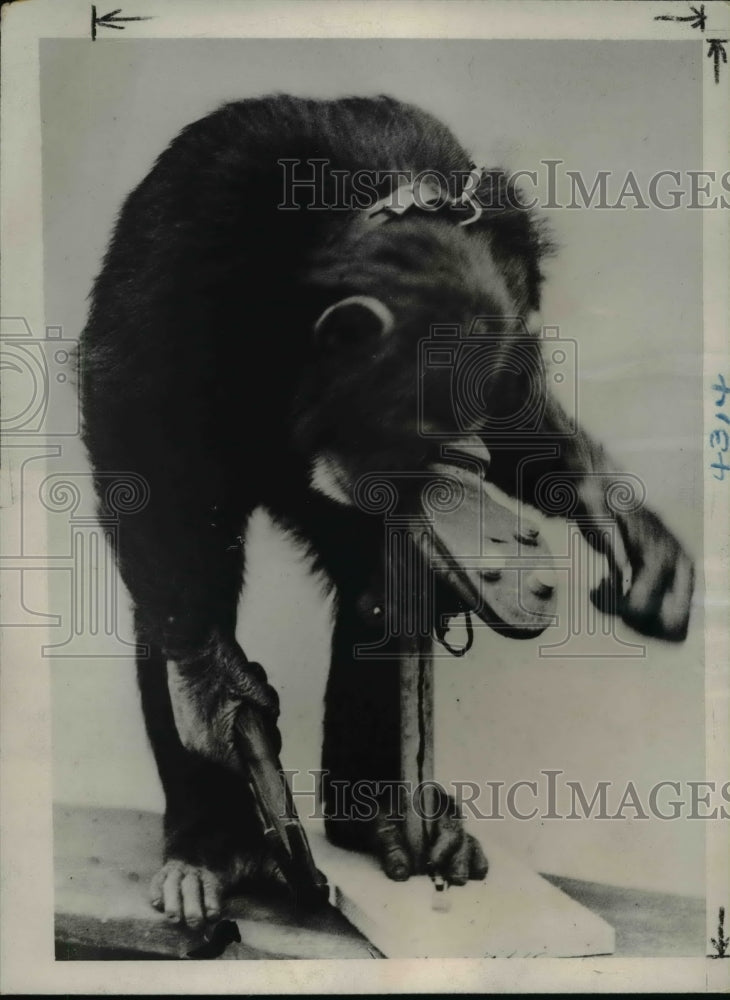 1937 Press Photo Peter gazing at the cleat that dropped off - Historic Images