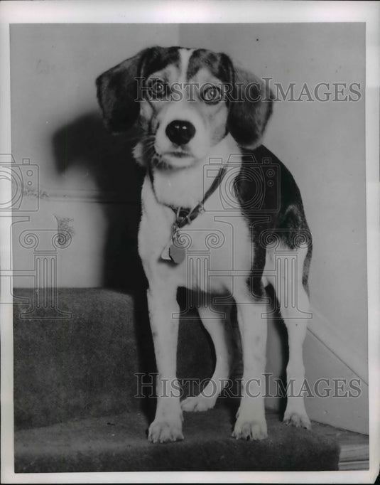 1954 Press Photo Alger from Washington, D.C., a very dear pal of Checkers - Historic Images