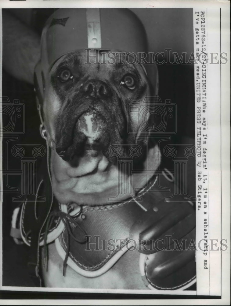 1957 Press Photo A dog wearing a helmet and a shoulder guard - Historic Images