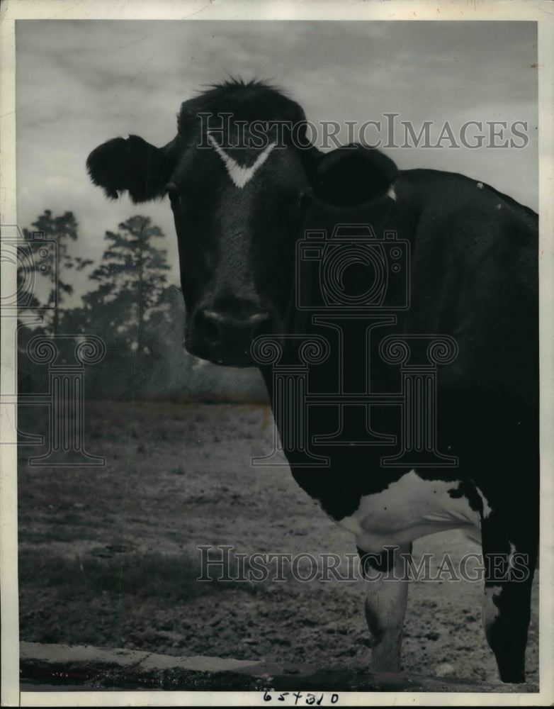 1942 Press Photo The V permanent stamp of the cow at the Fort Jackson - Historic Images