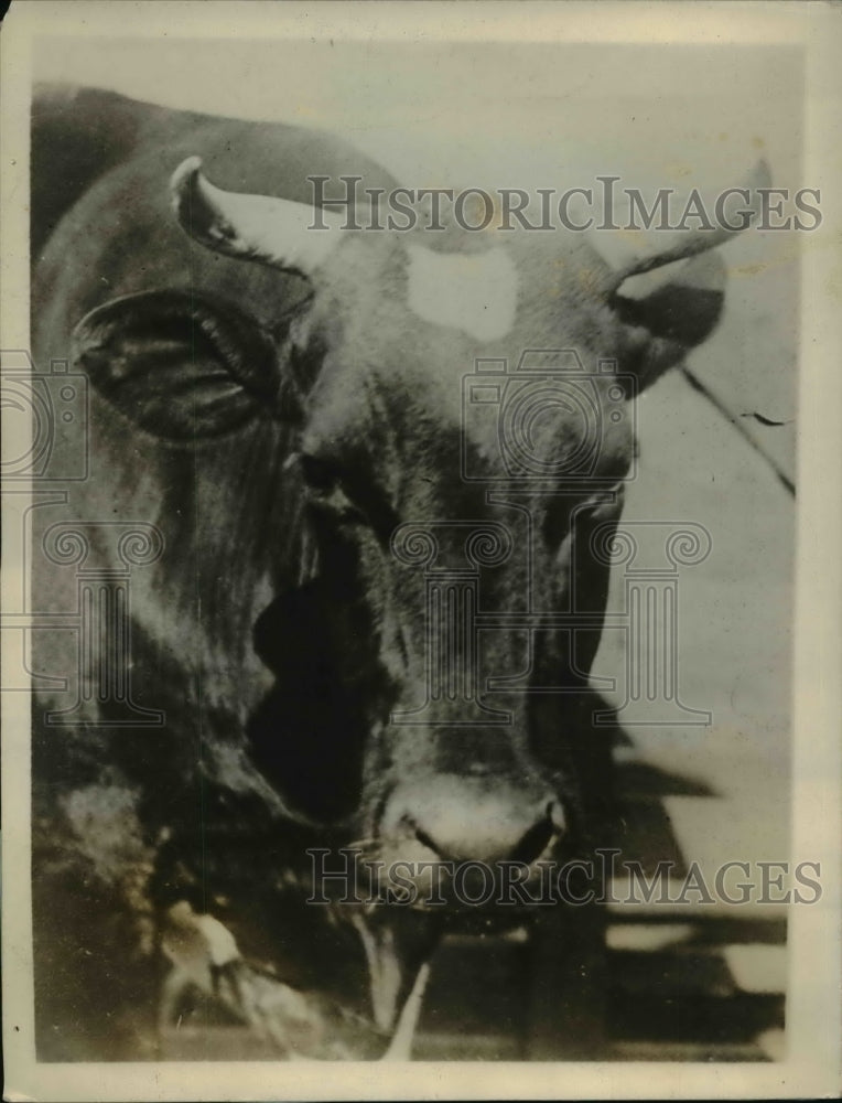 1926 Press Photo Maudine Ormsby is the latest college beauty queen - Historic Images