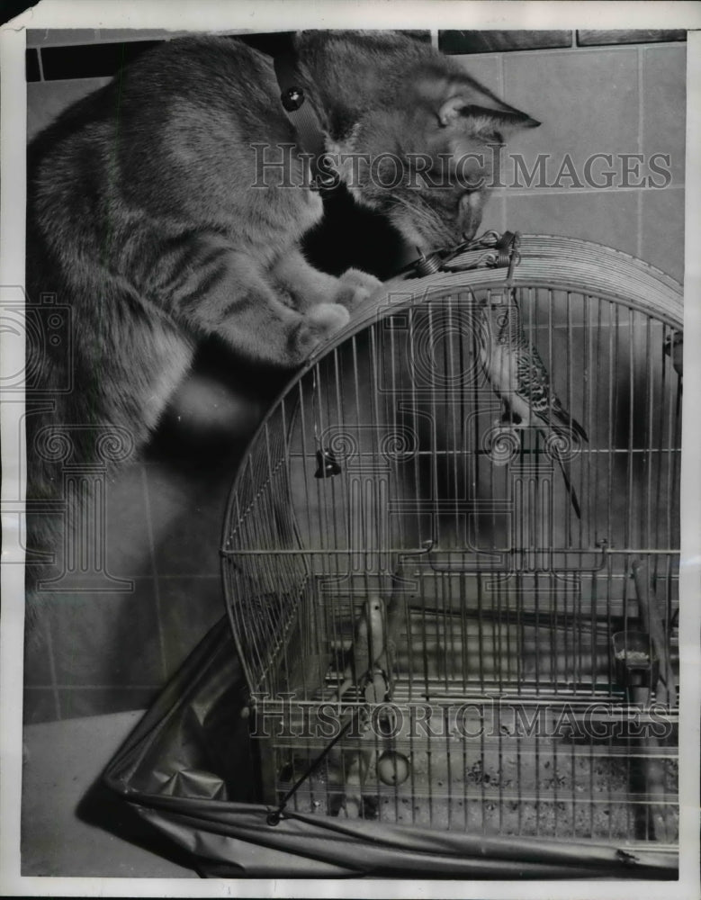 1957 Press Photo Friendly persuasion gets nowhere fast for pix the cat as he - Historic Images