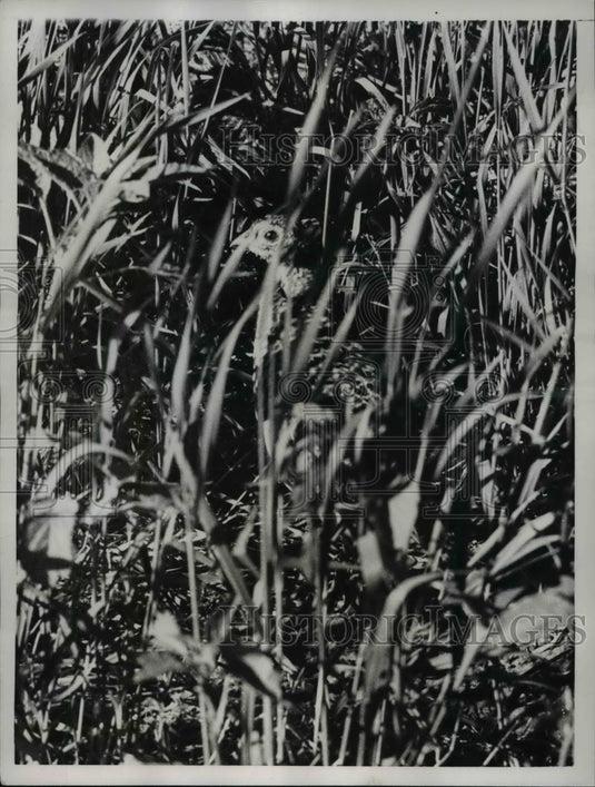 1957 Press Photo Pheasant under grass at the Toll Ranch, Reno, Nev. - Historic Images