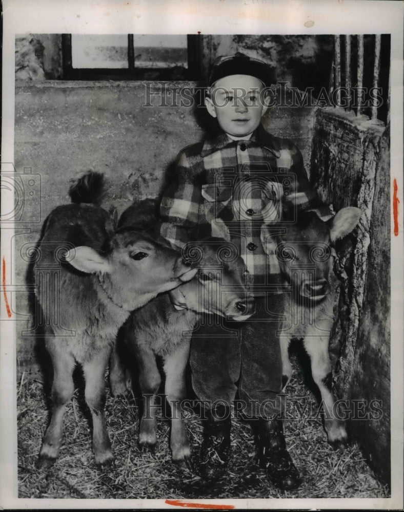 1950 Press Photo Rarity of bovine birth triplet calves owned by Elroy Bennke - Historic Images