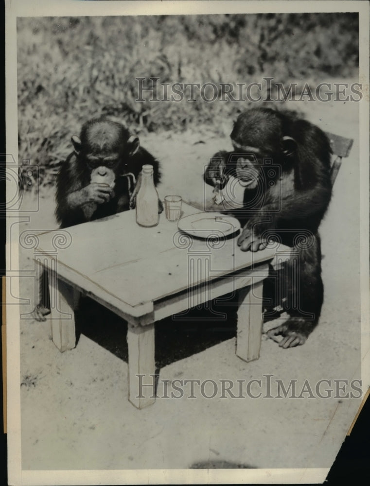 1932 Press Photo Did you see that dress Mrs. Monkey wore the other day? - Historic Images