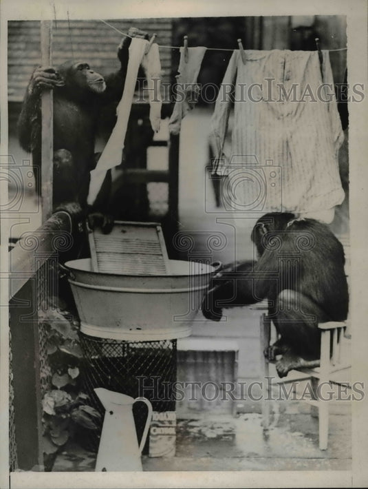 1937 Press Photo Peter and Jackie, chimpanzees at the London Zoo, work - Historic Images