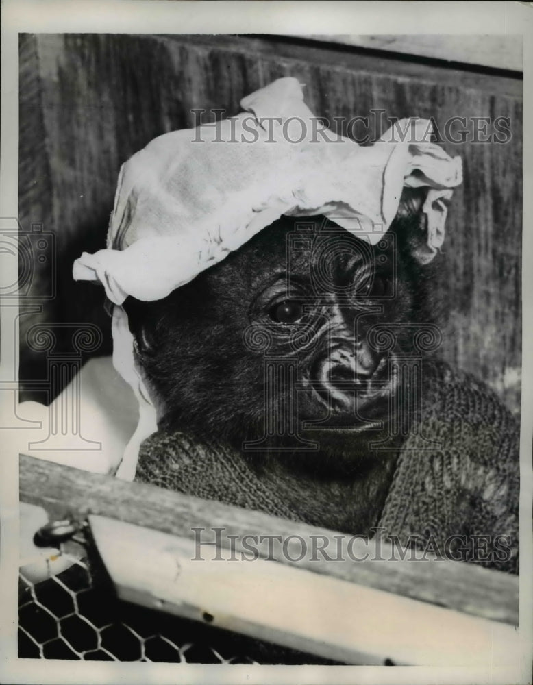 1958 Press Photo Nameless Baby Gorilla on the Way to a Zoo - Historic Images