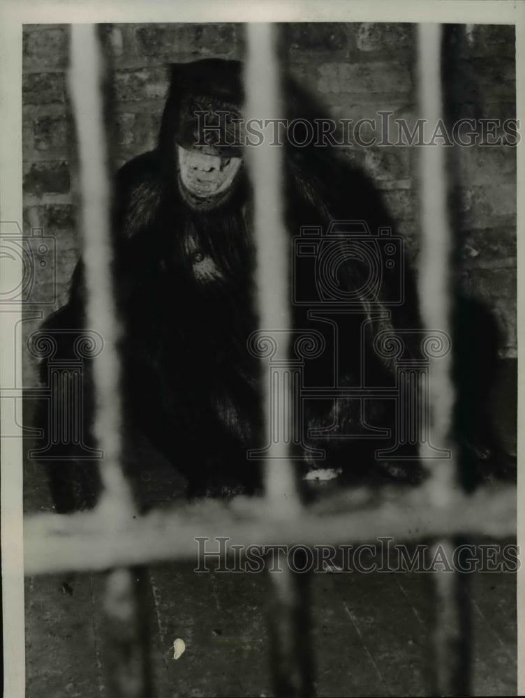 1938 Press Photo Female Chimpanzee who kidnapped Baby born to Cagemate - Historic Images