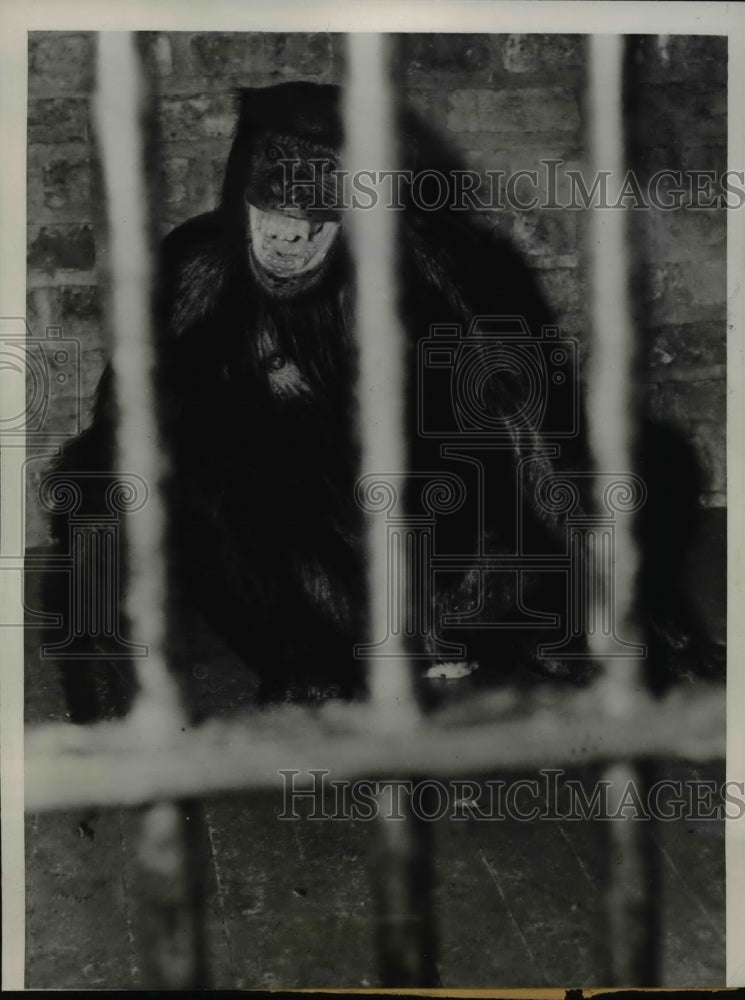 1938 Press Photo Female Chimpanzee who Kidnapped Baby of Cagemate in Audobon Zoo - Historic Images