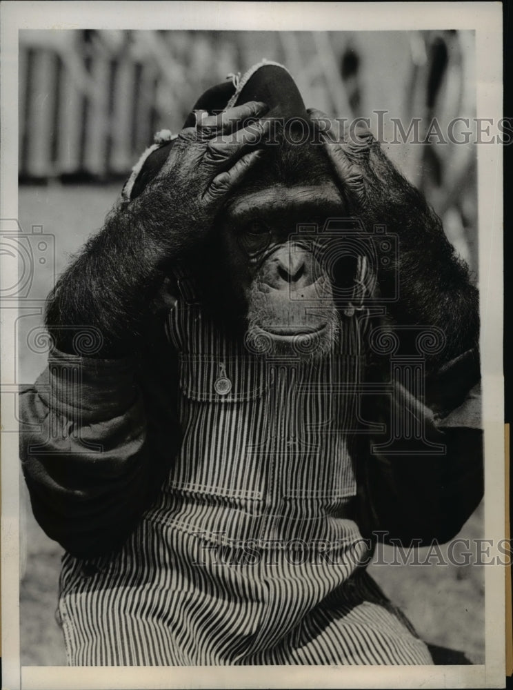 1938 Press Photo African Anthropoid Susie who adapted to Human Civilization - Historic Images