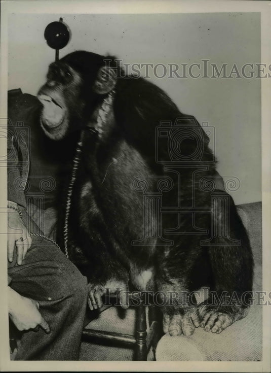 1938 Press Photo Chimpanzees of London Zoo, Jackie and Peter - Historic Images